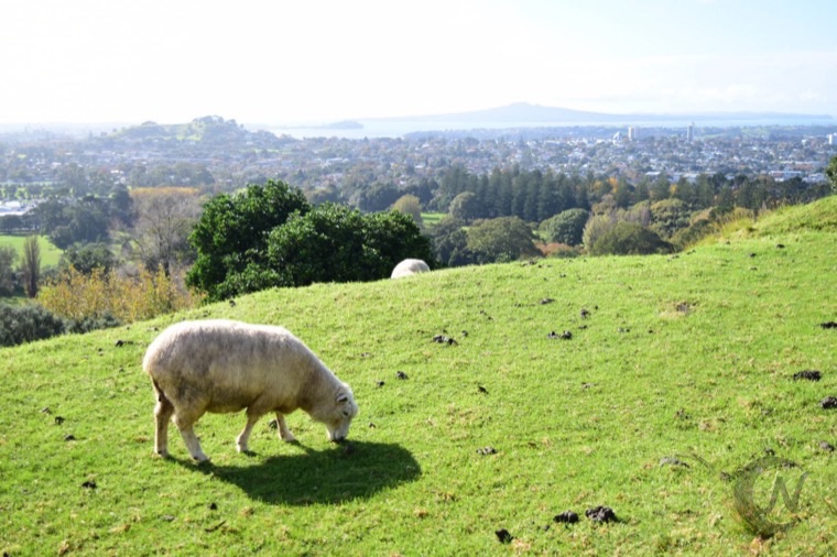 One Tree Hillの羊。遠くに見えるのはランギトト島